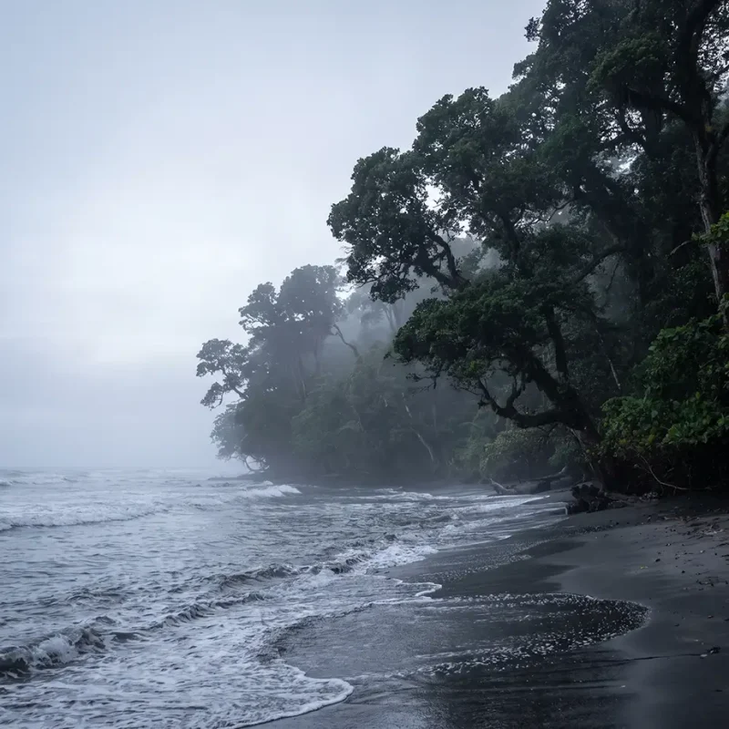 Dense equatorial forest and Atlantic coastline evoking the Gabon exile of 1895
