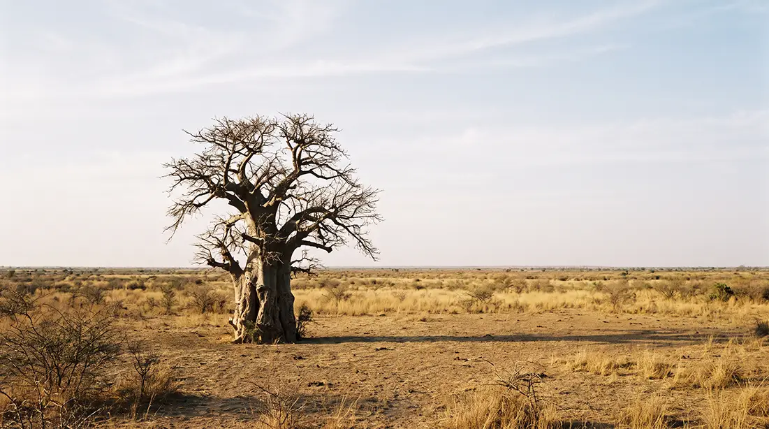 A solitary tree on the open plain of Baol, evoking the founding vision of Touba